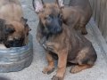 Ankara belçika malinois yavrular 