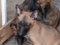 Ankara belçika malinois yavrular 