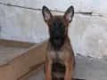 Ankara belçika malinois yavrular 