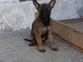 Belçika yavrular 