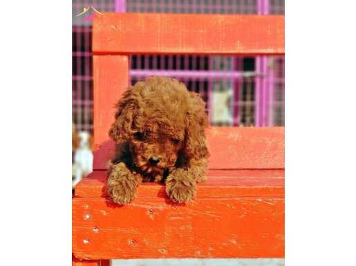 TOY POODLE YAVRU 