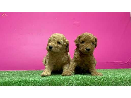 Toy Poodle Yavrular 