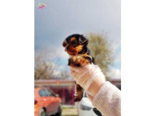 YORKSHİRE TERRİER YAVRU 