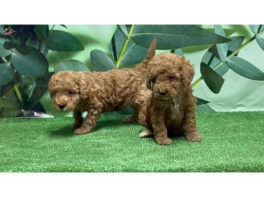 Toy poodle yavrular 