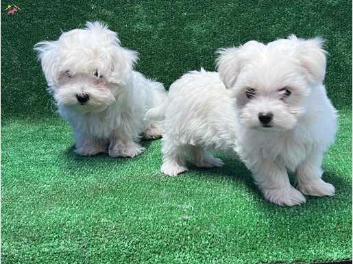 Maltese Terrier yavru 