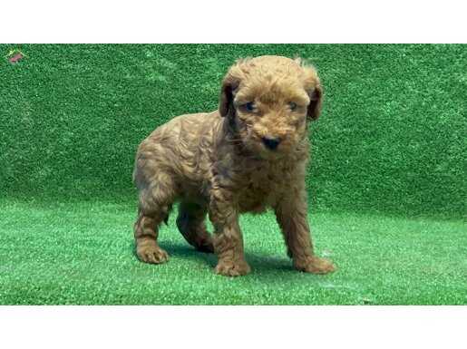 Toy Poodle Yavrular 