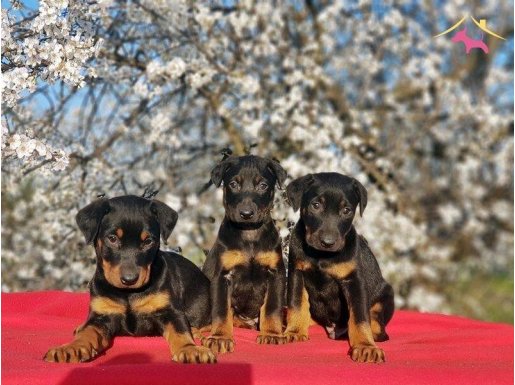 KİNG DOBERMAN YAVRULAR 
