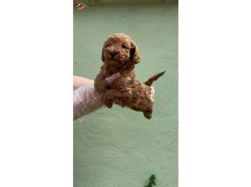 TOY POODLE YAVRU
