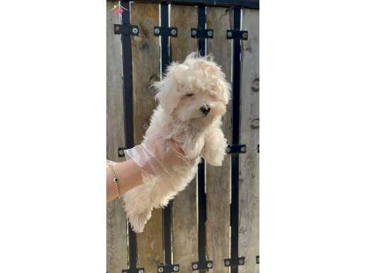 MALTESE YAVRU 