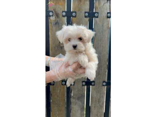 KORE KAN MALTESE TERRİER 