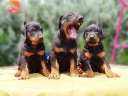KİNG DOBERMAN YAVRU 