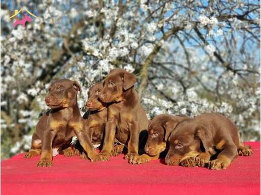 KIZIL DOBERMAN YAVRU 