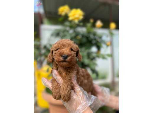 TOY POODLE YAVRU 