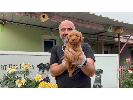 MÜKEMMEL TOY POODLE YAVRU