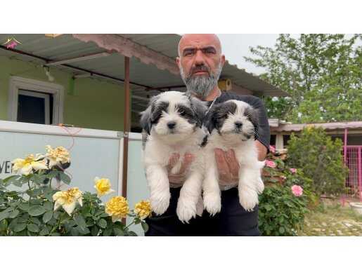 MÜKEMMEL DİZAYN MORKİ YAVRU