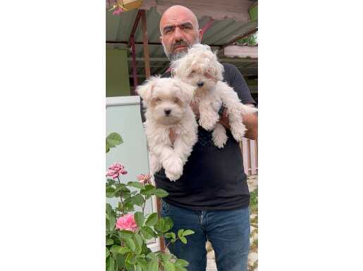 KAR BEYAZ MALTESE YAVRULAR