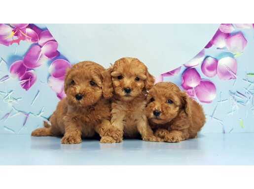 Mükemmel Toy Poodle Yavrular 