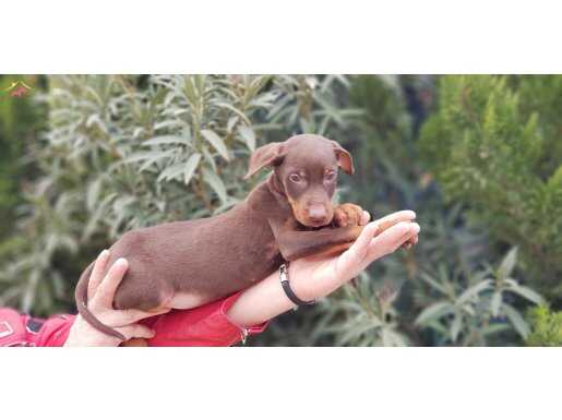KIZIL KİNG DOBERMAN YAVRU