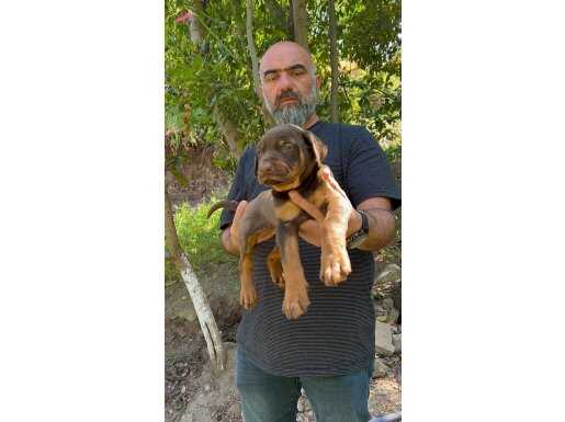 ERKEK KIZIL KİNG DOBERMAN YAVRU 
