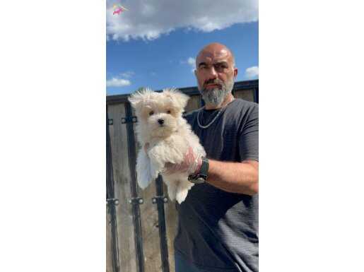 KORE KAN MALTESE DOG 