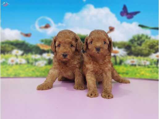 EN GÜZELİ EN ÖZELİ POODLE YAVRULAR 