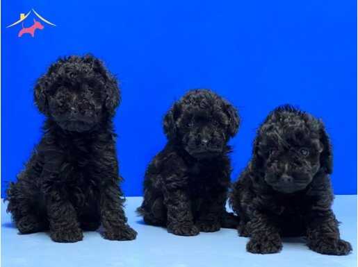 SİYAH İNCİLER POODLE YAVRULARIMIZ 