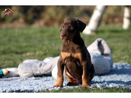 EN ÖZELİ KIZIL KİNG DOBERMAN YAVRU 