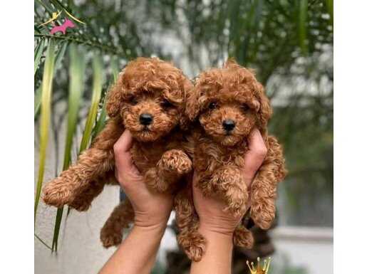 KAPI TESLİM İMKANI İLE TOY POODLE YAVRU