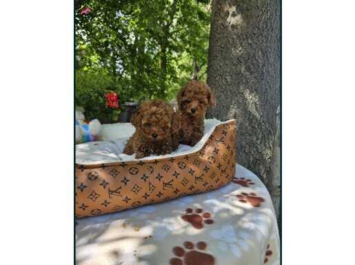 Biblo Gibi Toy Poodle Yavrular 