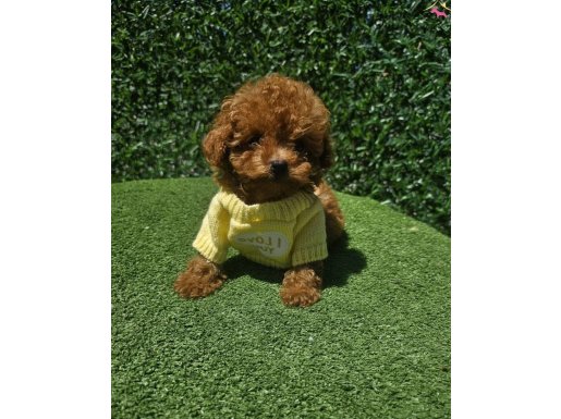 ADRESE TESLİM MÜKEMMEL TOY POODLE YAVRULAR 