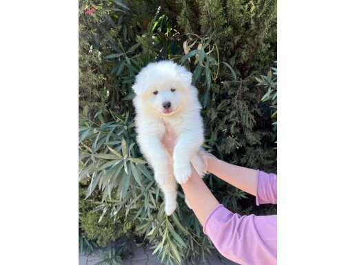Kar Beyaz Pofuduk Samoyed Yavrular 