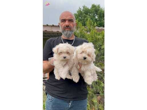 MALTESE YAVRULAR 