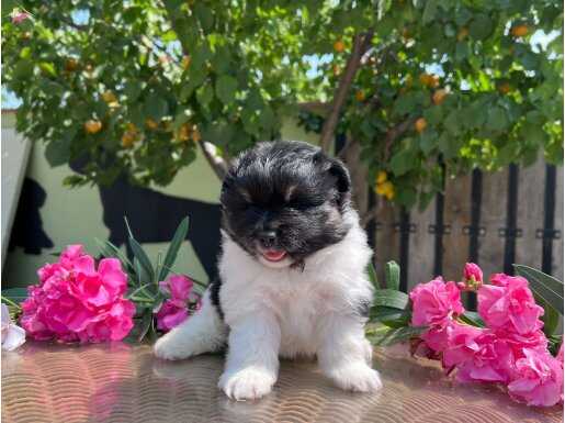 PANDA POMERANİAN YAVRU EN UYGUNU EN GÜZELİ