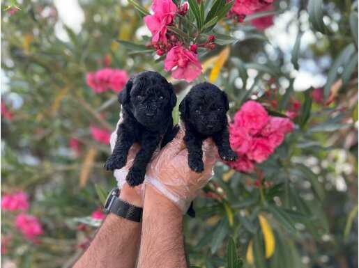 SİYAH İNCİ AVUÇ İÇİ KADAR MUTLULUK POODLE YAVRULAR 
