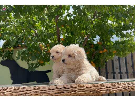 IRKININ EN İYİSİ MALTİPOO YAVRULAR 