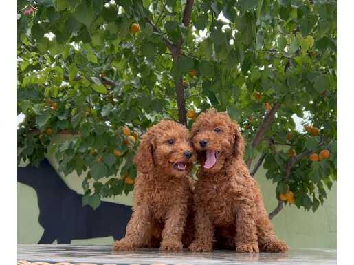EN GÜZEL YAVRULAR TOY POODLE 