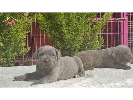 italyan mastif cane corso yavrular 