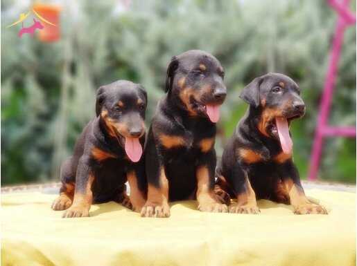 SİYAHIN EN GÜZEL HALİ DOBERMAN YAVRULAR 