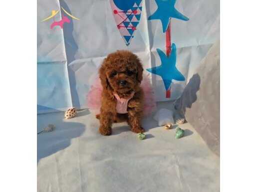 BİBLO GİBİ TOY POODLE YAVRULAR 