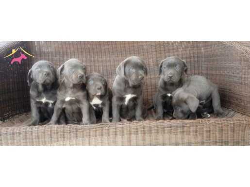 KALİTENİN ZİRVESİ DEV IRK CANE CORSO MASTİFLER 
