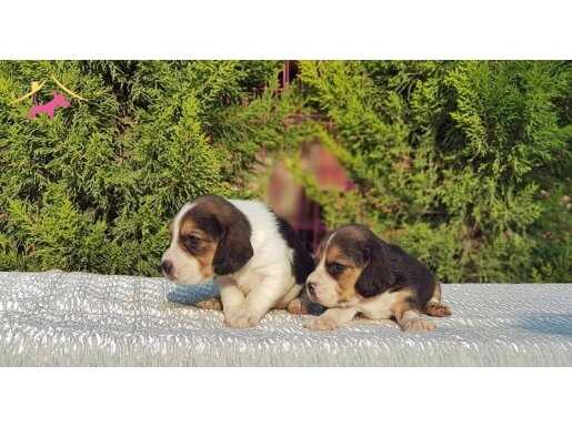 BEAGLE YAVRULAR IRK GÜZELİ 