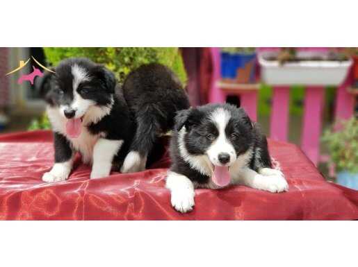 BORDER COLLİE YAVRULARIMIZ IRKININ EN İYİSİ