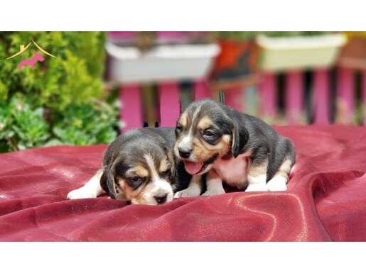 BEAGLE YAVRULAR 