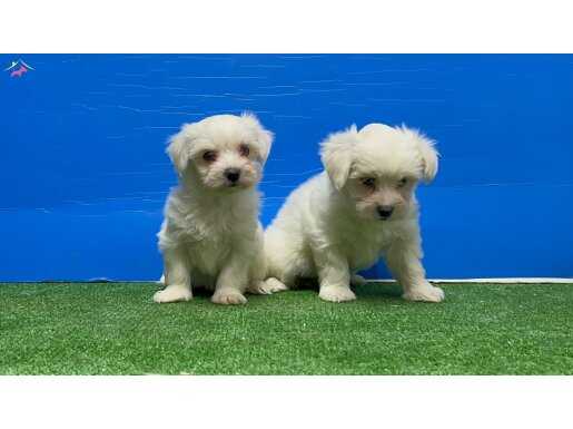 MALTESE TERRİER YAVRULAR 