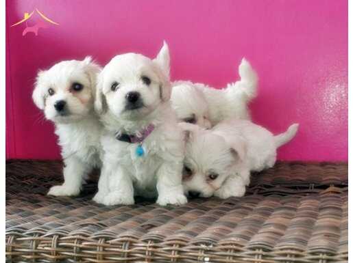 MALTESE YAVRULAR 