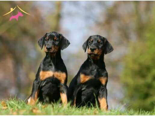 IRK GARANTİLİ SHOW KALİTEDE  DOBERMAN YAVRULAR 