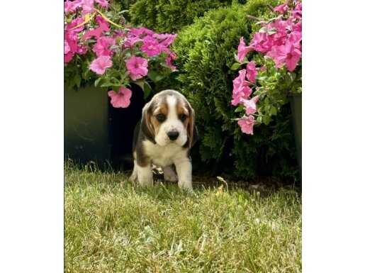 IRKININ EN İYİ ÖRNEĞİ BEAGLE YAVRULAR 