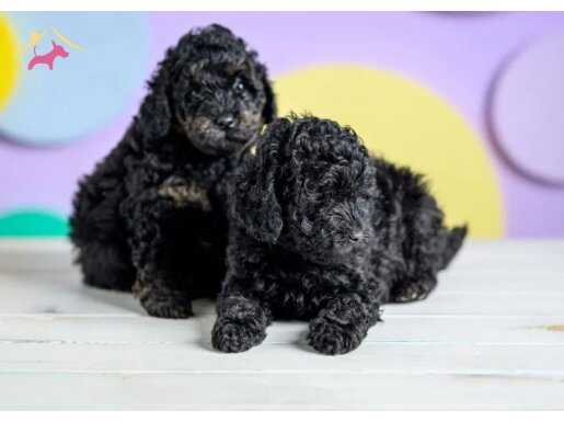 SİYAH İNCİ TOY POODLE YAVRULAR 