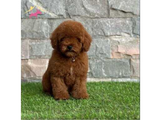 RED BROWN TOY POODLE YAVRULAR 