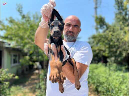 Doberman Yavru En kalitelisi en özeli bizde var 